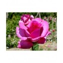 Rosa 'Violette Parfumée' - Rosaceae - Rosier