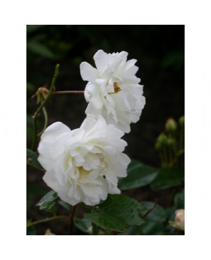 Rosa 'Katherina Zeimett' - Rosaceae - Rosier