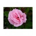 Rosa 'Kathleen Harrop' - Rosaceae - Rosier