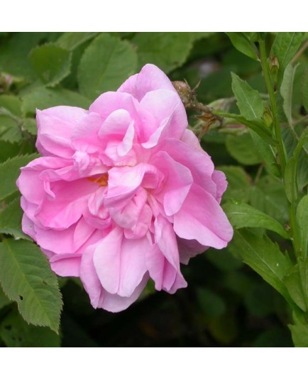 Rosa 'Kazanlik' - Rosaceae - Rosier