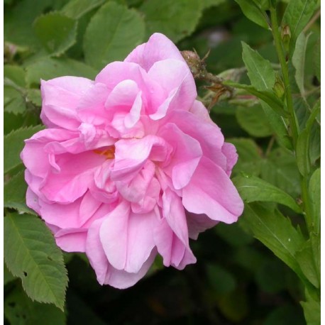 Rosa 'Kazanlik' - Rosaceae - Rosier