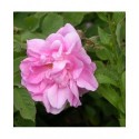 Rosa 'Kazanlik' - Rosaceae - Rosier