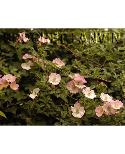 Rosa 'Kew Rambler' - Rosaceae - Rosier