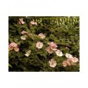 Rosa 'Kew Rambler' - Rosaceae - Rosier