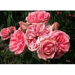 Rosa 'Kimono' - Rosaceae - Rosier polyantha à fleurs groupées