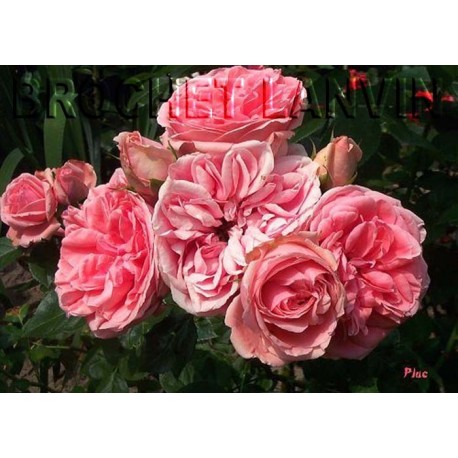Rosa 'Kimono' - Rosaceae - Rosier polyantha à fleurs groupées