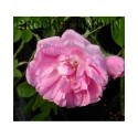 Rosa 'Konigin von Danemark' - Rosaceae - Rosier