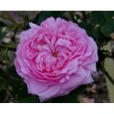 Rosa 'Konigin von Danemark' - Rosaceae - Rosier
