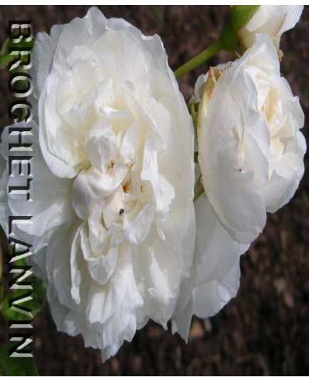 Rosa 'Kronprinzesson Viktoria' - Rosaceae - rosier
