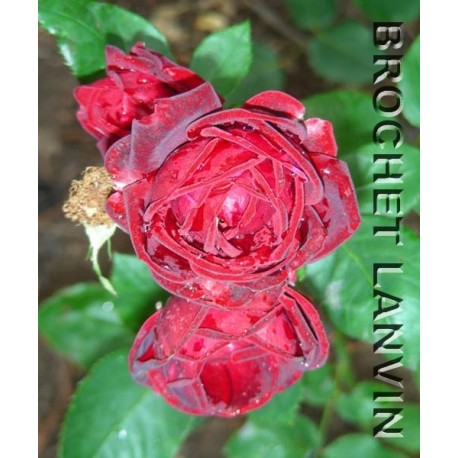 Rosa 'Krymskaya noc' - Rosaceae - Rosier