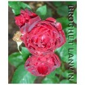 Rosa 'Krymskaya noc' - Rosaceae - Rosier