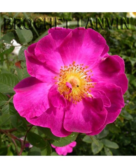 Rosa 'La Belle Sultane' - Rosaceae - Rosier