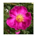 Rosa 'La Belle Sultane' - Rosaceae - Rosier