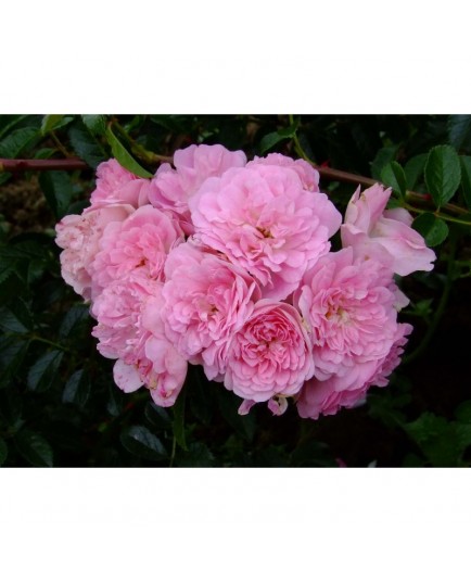 Rosa 'La Fraicheur' - Rosaceae - Rosier