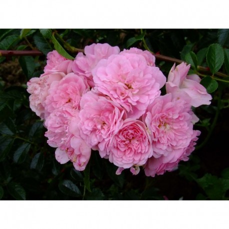 Rosa 'La Fraicheur' - Rosaceae - Rosier