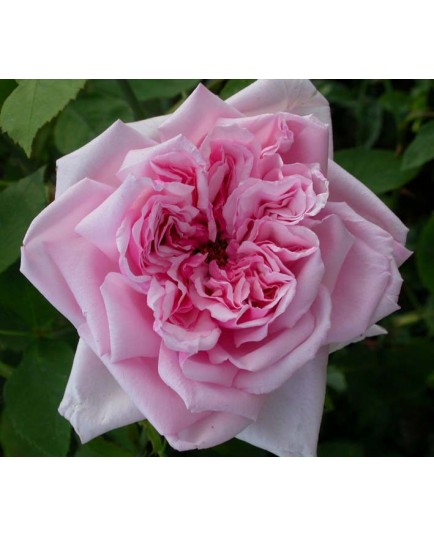 Rosa 'La France' - Rosaceae - Rosier