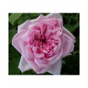 Rosa 'La France' - Rosaceae - Rosier