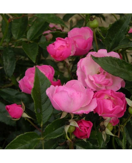 Rosa 'La Marne' - Rosaceae - Rosier