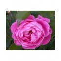 Rosa 'Reine Victoria' - Rosaceae - Rosier