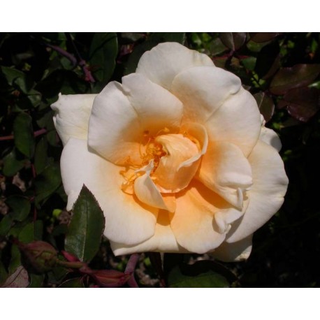 Rosa 'Lady Hillington CL' - Rosaceae - Rosier