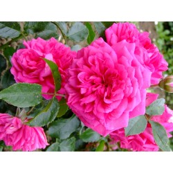 Rosa 'Laguna' - Rosaceae - Rosier