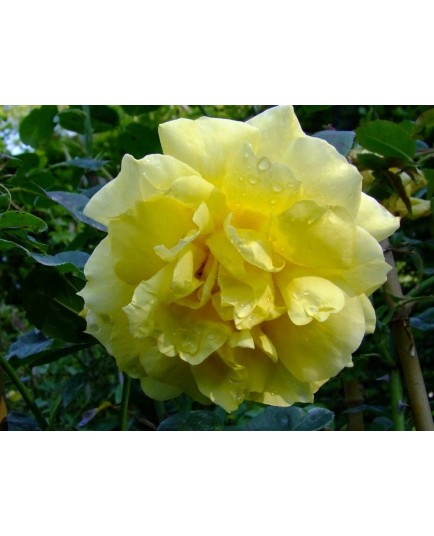Rosa 'Landora (R) Clg' - Rosaceae - Rosier