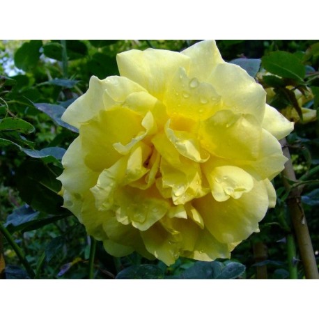 Rosa 'Landora (R) Clg' - Rosaceae - Rosier