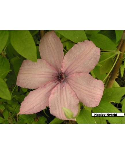 Clematis 'Hagley Hybrid' - Clematite