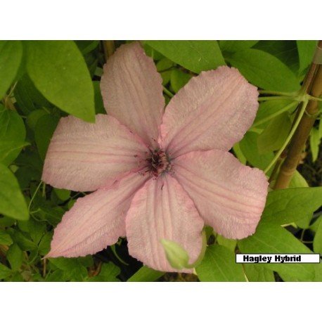 Clematis 'Hagley Hybrid' - Clematite