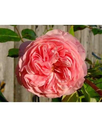 Rosa 'Larissa' - Rosaceae - Rosier couvre-sol