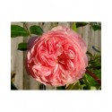 Rosa 'Larissa' - Rosaceae - Rosier couvre-sol
