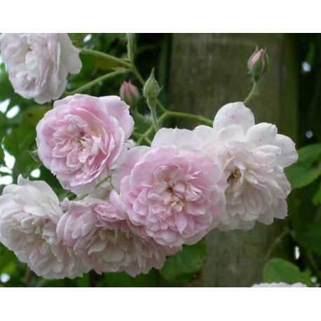 Rosa 'Laure Davoust' - Rosaceae - Rosier