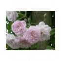 Rosa 'Laure Davoust' - Rosaceae - Rosier