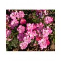 Rosa 'Lavender Dream (R)' - Rosaceae - Rosier