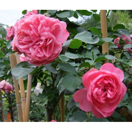 Rosa 'Leonard de Vinci' - Rosaceae - rosier nain à fleurs groupées