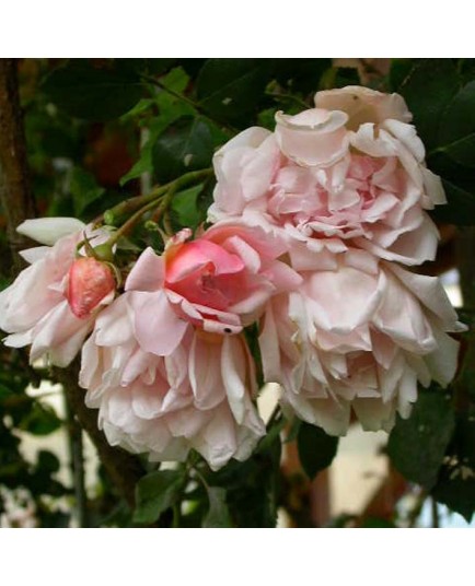 Rosa 'Leontine Gervais' - Rosaceae - Rosier