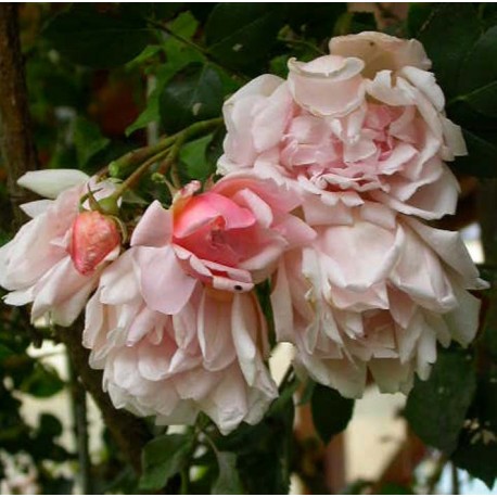 Rosa 'Leontine Gervais' - Rosaceae - Rosier