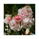 Rosa 'Leontine Gervais' - Rosaceae - Rosier