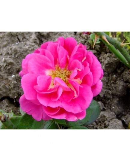Rosa 'Les Rosati' - Rosaceae - Rosier arbuste