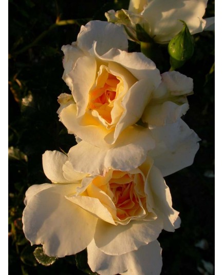 Rosa 'Leverkussen' - Rosaceae - Rosier