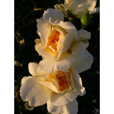 Rosa 'Leverkussen' - Rosaceae - Rosier