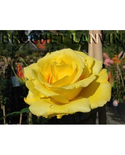 Rosa 'Lichtkoningin Lucia' - Rosaceae - Rosier