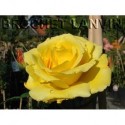 Rosa 'Lichtkoningin Lucia' - Rosaceae - Rosier