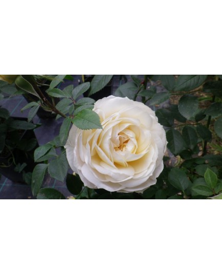 Rosa 'Lions Rose'®' - Rosaceae - Rosier arbustif