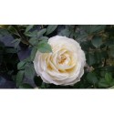 Rosa 'Lions Rose'®' - Rosaceae - Rosier arbustif