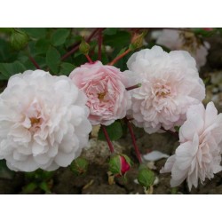 Rosa 'Little White Pet' - Rosaceae - Rosier nain