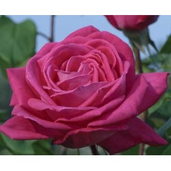 Rosa 'Lolita Lempicka ® Meizincarosar - Rosaceae - Rosier
