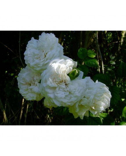 Rosa 'Long John Silver' - Rosaceae - Rosier