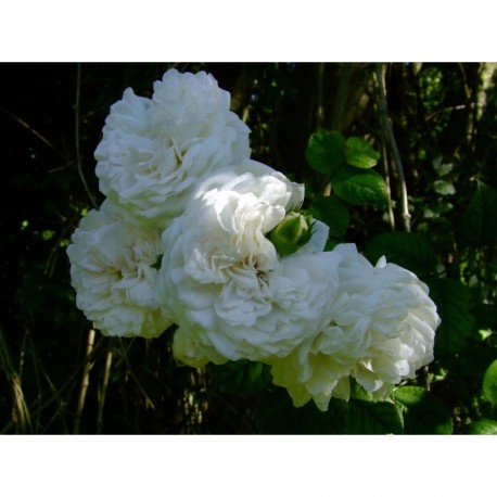Rosa 'Long John Silver' - Rosaceae - Rosier