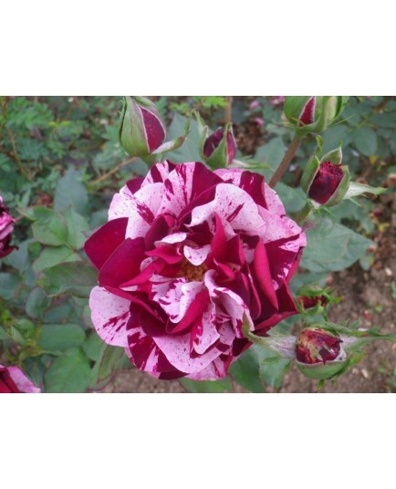 Rosa 'New Imagine' - Rosaceae – Rosier